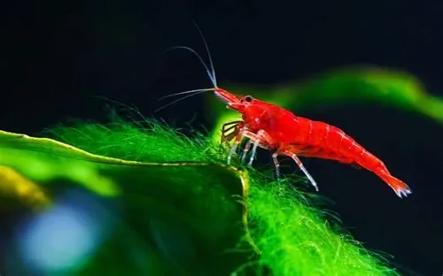 Tips For Mastering ERP Systems