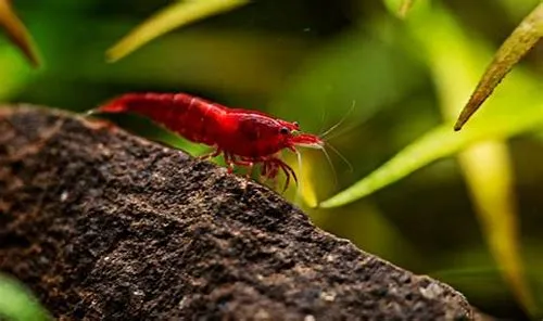 Tips For Mastering ERP Systems